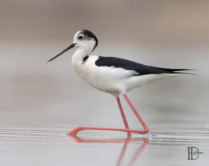 Dominik Harant - Stelzenläufer Seewinkel