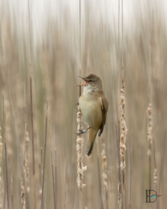 Dominik Harant - Drosselrohrsänger Schönauer Teich