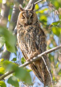Dominik Harant - Waldohreule Seewinkel