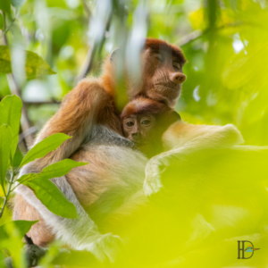 Dominik Harant - Nasenaffen Borneo