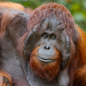 Dominik Harant - Männlicher Orang Utan Borneo