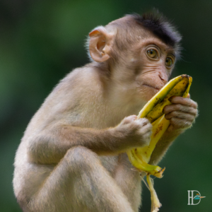 Dominik Harant - Südlicher Schweinsaffe Borneo