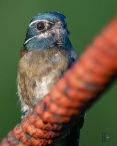 Dominik Harant - Ohrensegler Borneo
