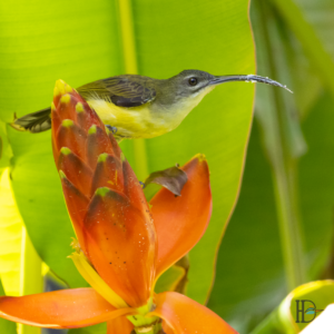 Dominik Harant - Sonnenvogel