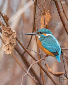 Dominik Harant - Eisvogel Schwechat