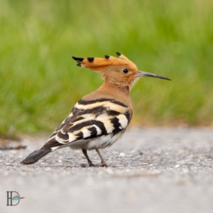 Dominik Harant - Wiedehopf in Bad Vöslau