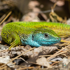 Dominik Harant - Smaragdeidechse im Biosphärenpark Wiener Wald in Bad Vöslau