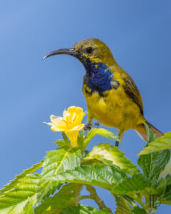 Dominik Harant - Gelbbrust-Nektarvogel Borneo