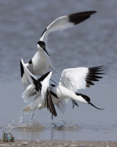 Dominik Harant - Säbelschnäbler Seewinkel